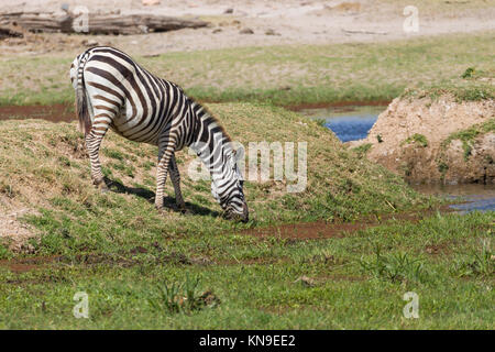 Sete zebra acqua potabile da oasis druing estremamente stagione secca, ottobre 2017, Amboseli National Park, Kenya, Africa Foto Stock