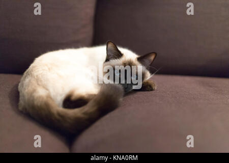 Un gatto, un incrocio tra un birmane e un persiano, sdraiato su un divano marrone Foto Stock