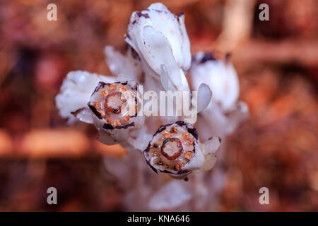 Tubo indiano (monotropa uniflora, corpse pianta, pianta fantasma) su Terranova Penisola di Avalon Foto Stock