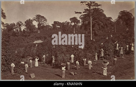 Coffee Harvesting, Las Nubes-Guatemala HA INCONTRATO DP279294 286562 Foto Stock