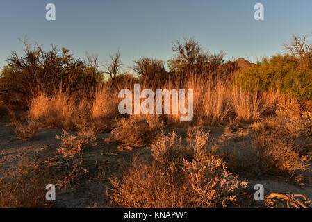 World's Tallest Ice Cream Stand Pahrump, Nevda, USA Foto Stock