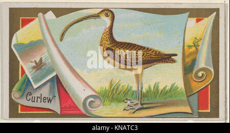 Curlew, dal gioco della serie di uccelli (N13) per Allen & Ginter marche di sigarette incontrato DP834670 407935 Foto Stock