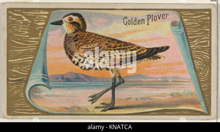 Questa carta raffigura un amante d'oro della serie Game Birds di Allen & Ginter, con illustrazioni dettagliate e caratteristiche ornitologiche. Foto Stock