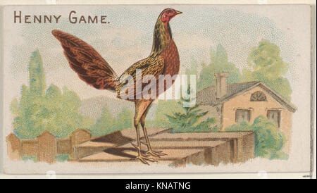 Henny gioco, dal premio e gioco della serie di polli (N20) per Allen & Ginter sigarette incontrato DP835072 409049 Foto Stock