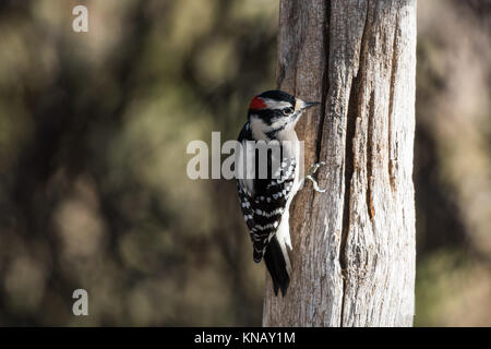 Picchio roverella (picoides pubescens) su un vecchio palo da recinzione. Foto Stock