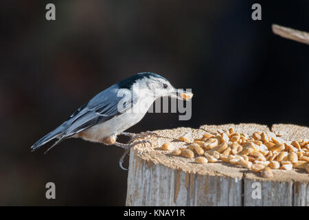 Petto bianco picchio muratore uccello (sitta carolinensis) mangiare noccioline Foto Stock