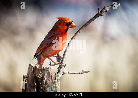 Nord del rosso cardinale bird (Cardinalis cardinalis) arroccato su un arto Foto Stock