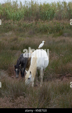 Un adulto bianco e grigio colt cavalli Camargue di pascolare su erba verde. Un Airone guardabuoi è in piedi sul cavallo bianco indietro. Foto Stock