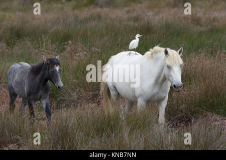 Due cavalli Camargue, un adulto e un puledro, stando in piedi in un lussureggiante campo. Il cavallo adulto ha un airone guardabuoi sul suo retro. Foto Stock