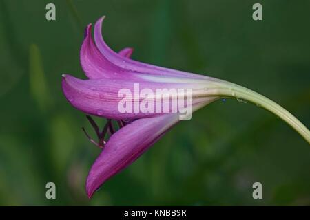 Swamp lily (Crinum powellii x). Ibrido tra Crinum bulbispermum e Crunum moorei. Chiudere l immagine del fiore.