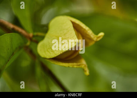 Fiore di soursop o fico d'india anone o durian belanda guanabanas o. (Trattamento del cancro). Foto Stock