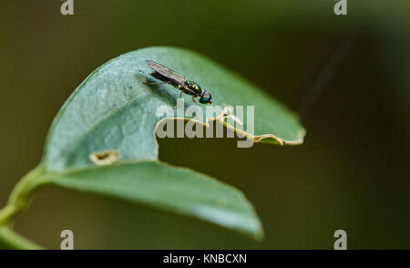 Insetti, ragni, volare, dragon fly dalla nostra home dintorni in habitat naturali Foto Stock