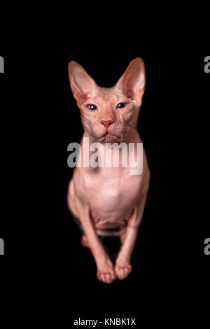 Don Sphinx Cat guarda la fotocamera e isolato su nero Foto Stock