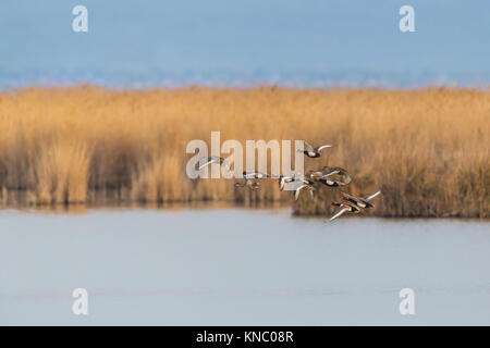 Gruppo di naturale rosso-crested anatre (netta rufina) volando sopra acqua a nastro a lamelle Foto Stock