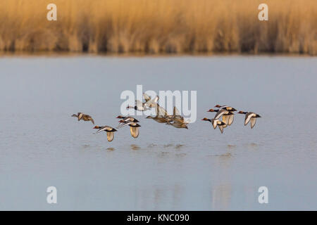 Gruppo di naturale rosso-crested anatre (netta rufina) volando sopra la superficie di acqua a nastro a lamelle Foto Stock