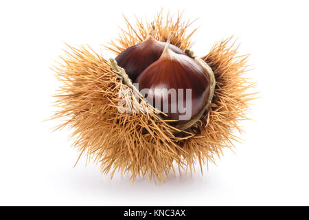 Fresche dolci di castagne nel guscio isolato su bianco Foto Stock