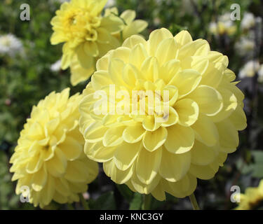 Il luminoso cremoso fiore giallo della famosa pianta di giardino dalia, crescere all'aperto in giardino. Foto Stock