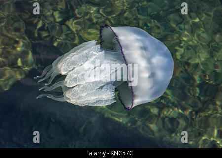 Bella meduse nuotare nel mare. vista superiore Foto Stock