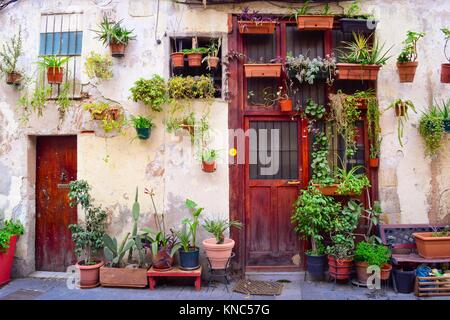 Piante in vaso in una facciata di una casa, all'aperto, street. Barcellona,  in Catalogna, Spagna Foto stock - Alamy