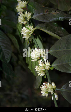 Fila di bianco fiori di caffè da cui i fagioli risulteranno Foto Stock