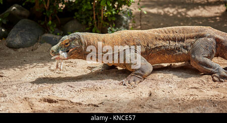 Captvie Komodo drago (Varanus komodoensis) che mangia un coniglio morto. Batubulan, Gianyar regency, Bali, Indonesia. Foto Stock