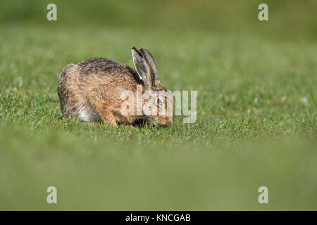 Brown Hare; Lepus europaeus Single Eating Lancashire; UK Foto Stock