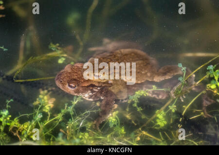 Il rospo comune; Bufo bufo due; abbinato Underwater Cornwall, Regno Unito Foto Stock