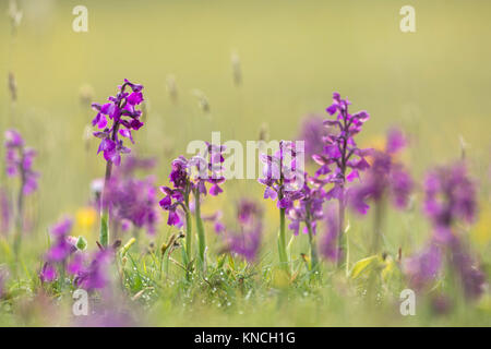 Verde Orchidea alato; Anacamptis morio fiori; i lotti; Arnside; Regno Unito Foto Stock