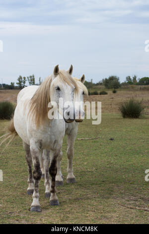 Due cavalli Camargue in piedi un pascolo erboso rivolto verso la telecamera. Sono mosche sul cavallo del viso. Gli alberi sono in background e cielo nuvoloso sopra. Foto Stock