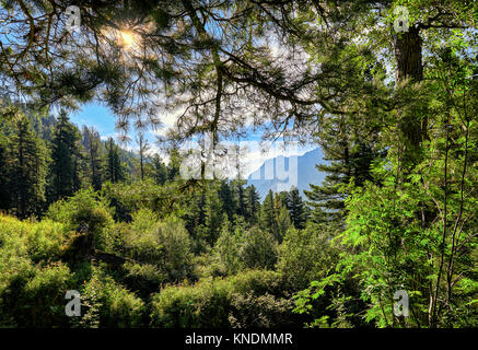 La Taiga paesaggio. Sole splende attraverso i rami di pino siberiano. Sayan montagne. La Russia Foto Stock