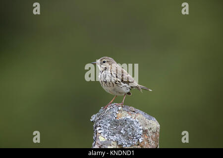 Meadow Pipit; Anthus pratensis Yorkshire; Regno Unito Foto Stock