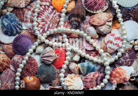 Mare splendido sfondo con colorate conchiglie di diverse forme e dimensioni ed elegante collana di perle in toni di viola Foto Stock