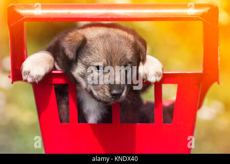 Poco carino cucciolo seduto nel carrello del negozio e divertente Pigoli Foto Stock