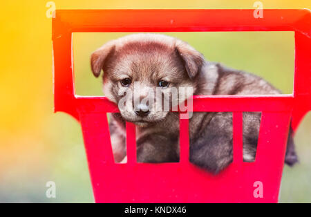 Carino piccolo cucciolo seduto nel carrello del negozio nel giardino soleggiato Foto Stock