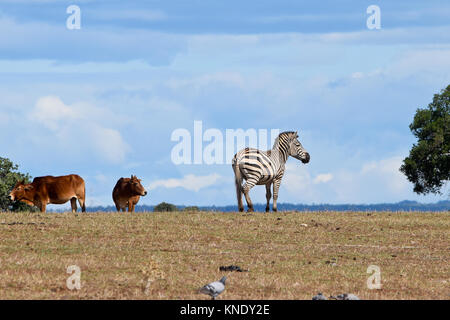 Animali africani nel parco in Suny giorno. Foto Stock