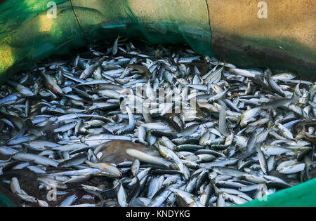 Rete da pesca con le sue innumerevoli specie di pesci al mattino i pescatori di cattura ha raggiunto la costa Foto Stock
