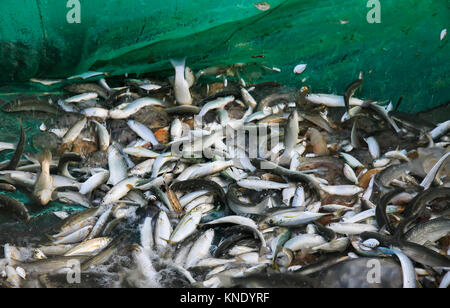 Molte diverse specie di pesce al mattino prendere gli spruzzi della rete Foto Stock