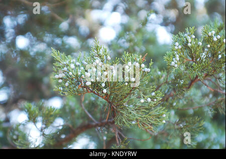 Il cedro (Juniper) Bacche su albero Foto Stock