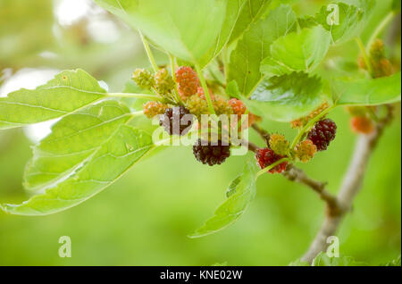 Gelsi cresce sull'albero Foto Stock