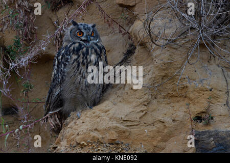 Gufo reale / Uhu ( Bubo bubo ), arroccata su un ripido fronte di una buca di sabbia, chiamando, gracchiare, Elemosinare il cibo, al calar della sera, la fauna selvatica, l'Europa. Foto Stock