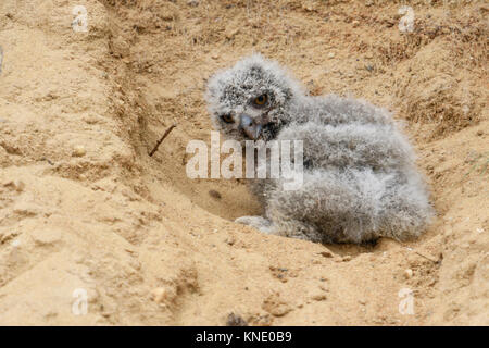 Gufo reale / Uhu ( Bubo bubo ), molto giovane pulcino, caduto fuori della sua nidificazione burrow in una buca di sabbia, indifesi, grazioso, fauna selvatica, l'Europa. Foto Stock