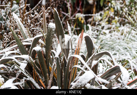 Phormium Regina Maori foglie sempreverdi coperta di neve in inverno. Foto Stock