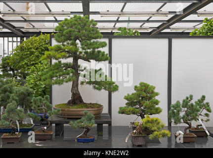 Alberi di bonsai sul display Foto Stock