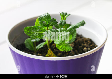 Un rametto di menta piperita in una pentola di viola con il terreno ha preso radice su un bianco tavolo in legno Foto Stock