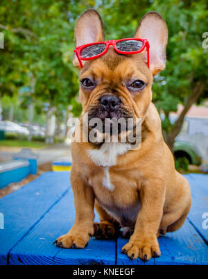 Bulldog francese indossando occhiali da sole Foto Stock