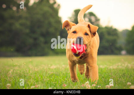 L'American Pit Bull Terrier in esecuzione nel parco con una palla nella sua bocca Foto Stock