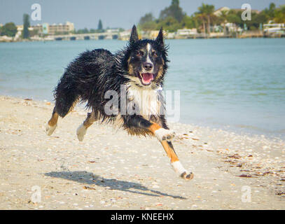 Border Collie cane che corre lungo la spiaggia Foto Stock