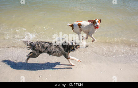 Miniatura in Australia il cane pastore e Epagneul Breton cane che corre lungo la spiaggia Foto Stock