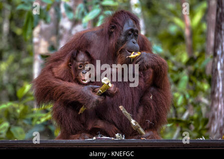 Orangutan femminile seduta con il suo bambino che mangia una banana, Tanjung Putting National Park, Kalimantan centrale, Borneo, Indonesia Foto Stock