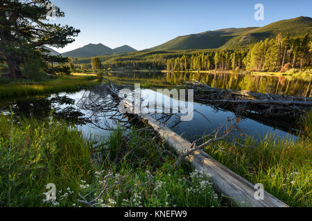 Fallen Tree, Sprague Lake, Estes Park, Colorado, Stati Uniti Foto Stock